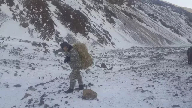 Баян-Өлгий аймгийн байгаль хамгаалагчид зэрлэг амьтдад өвс, тэжээл тавьж өгчээ