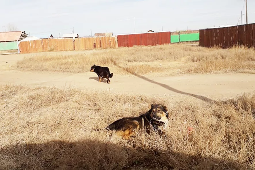 Золбин нохой, муурын устгалын аргыг өөрчлөх шаардлагатай байна