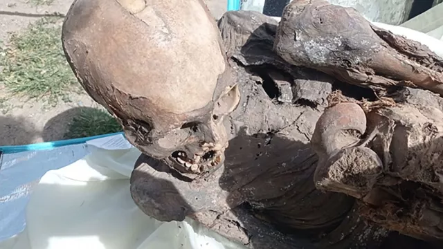 Хүргэлтийн ажилтны цүнхнээс 800 жилийн настай мумми олджээ