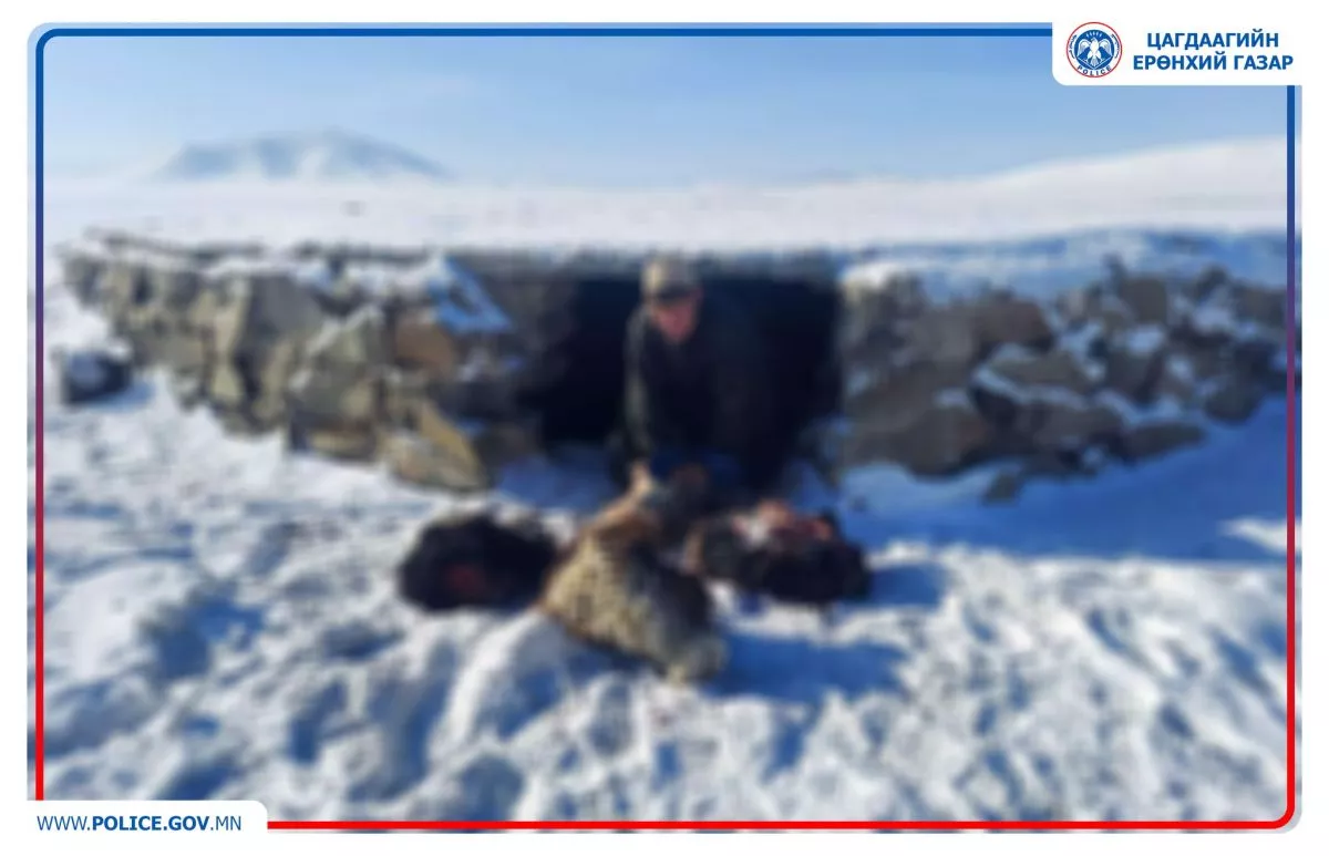Иргэдийн 8 бод, 20 бог малыг хулгайлсан 2 бүлэг этгээдүүдийг илрүүлжээ