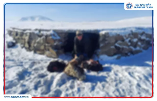 Иргэдийн 8 бод, 20 бог малыг хулгайлсан 2 бүлэг этгээдүүдийг илрүүлжээ