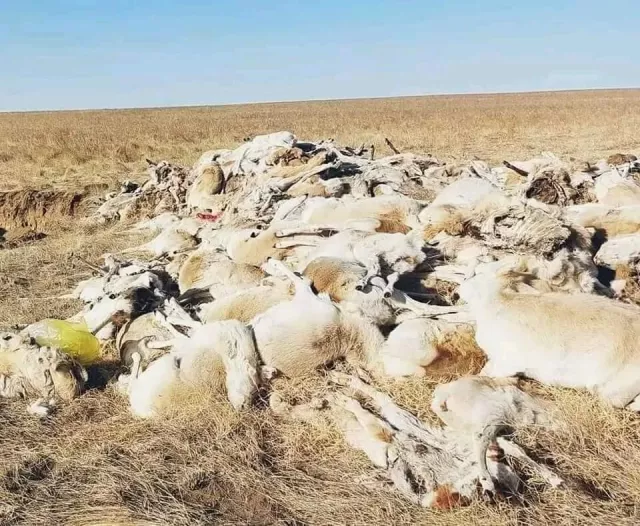 Зээрийн сүрэг хордсон гэх хэрэгт холбогдуулан Засгийн газрын ажлын хэсэг байгуулагдлаа