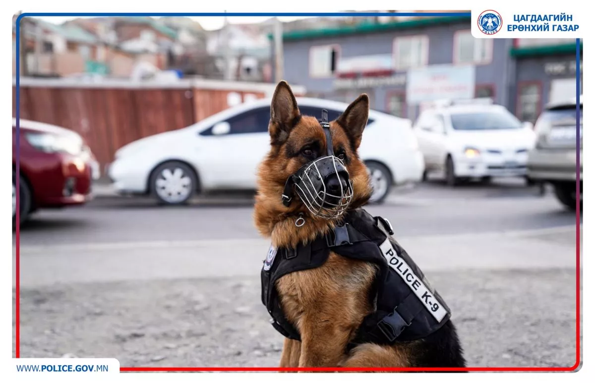 Нийслэлийн хэмжээнд нохойт эргүүл үүрэг гүйцэтгэж эхэллээ