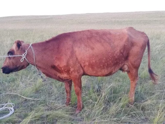 Малын гоц халдварт арьс товруутах өвчин бүртгэгдлээ