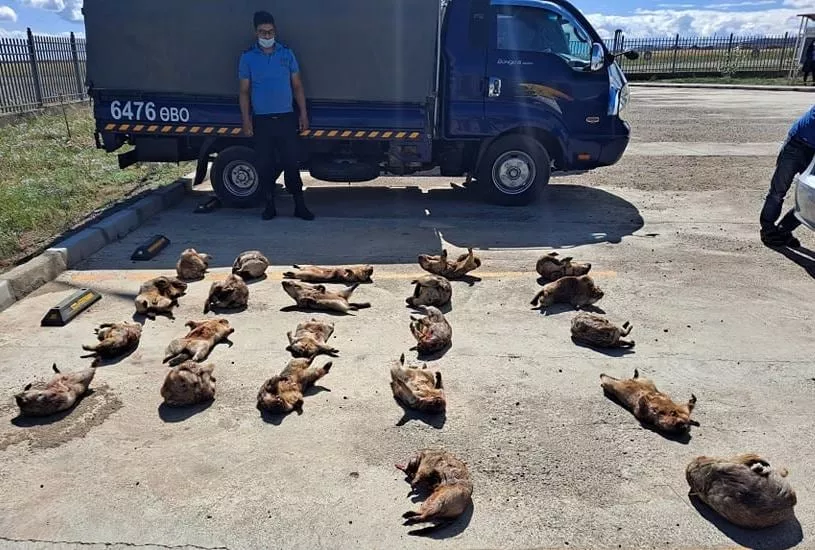 Хууль бусаар тарвага агнах үйлдэл гарсаар байна