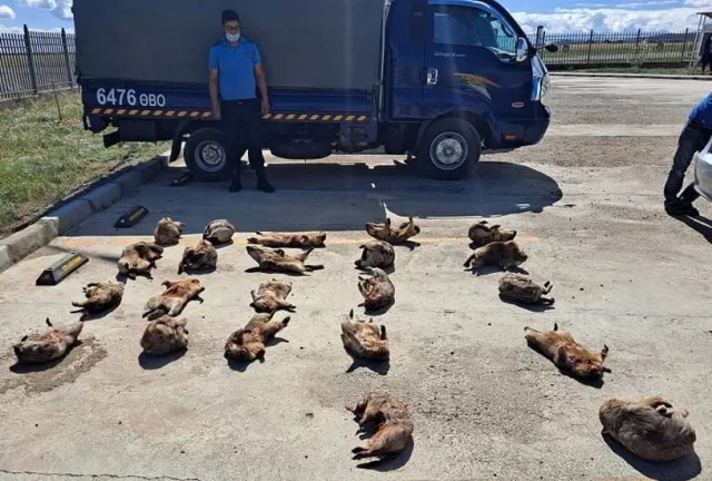 Хууль бусаар тарвага агнах үйлдэл гарсаар байна
