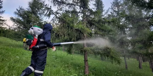 Нийслэл орчмын ногоон бүс дэх хөнөөлт шавжийг устгаж байна