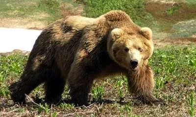 Завхан аймагт баавгай, бамбарууш үзэгдэж адуу идэх тохиолдол гарчээ
