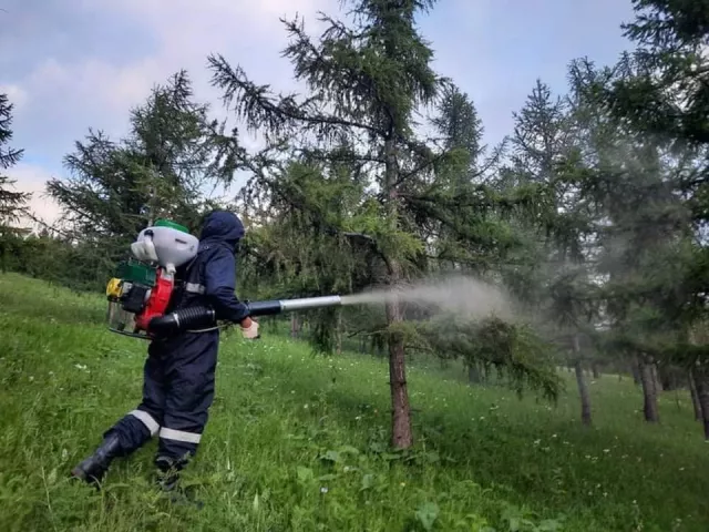 Хор цацаж буй тул нийслэл орчмоос самар, жимс түүж идэхгүй байхыг АНХААРУУЛАВ