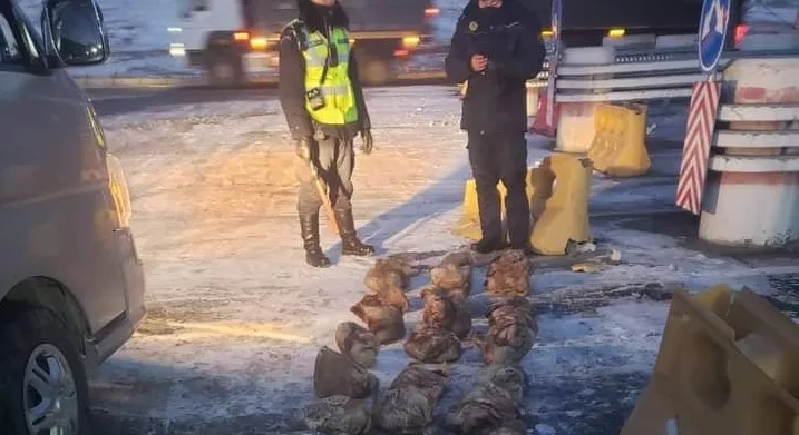 39 ширхэг нойтон тарвага тээвэрлэж явсныг илрүүлжээ