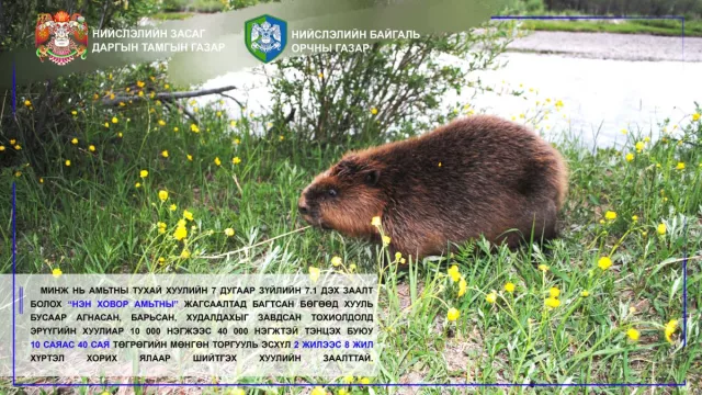Туул голын урсацыг нэмэгдүүлэх зорилгоор минж нутагшуулж эхэлжээ