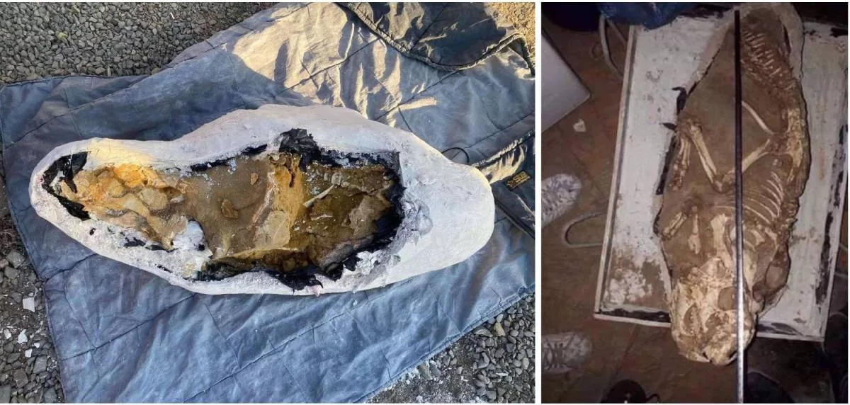 Бүтэн динозаврын ясыг хууль бусаар хадгалж, зарах гэж байсан этгээдүүдийг барьжээ