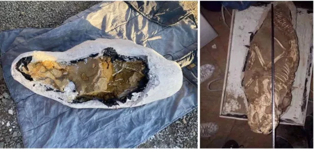 Бүтэн динозаврын ясыг хууль бусаар хадгалж, зарах гэж байсан этгээдүүдийг барьжээ