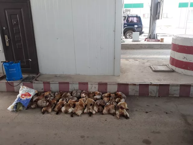 Тарвага агнаж тээвэрлэх үйлдэл гарсаар байна
