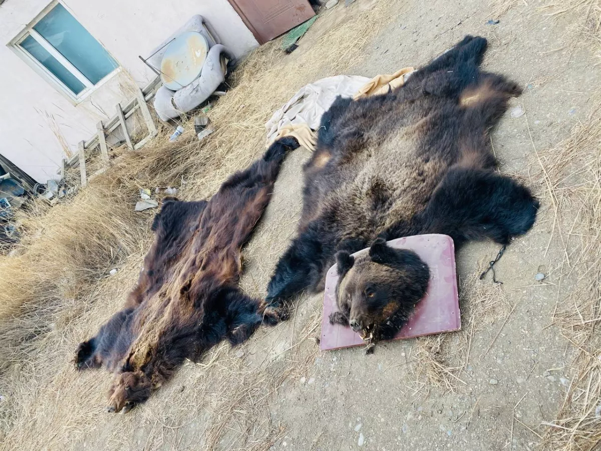 Хүрэн баавгайн толгой, арьс, саврыг худалдан борлуулахаар хадгалж байжээ