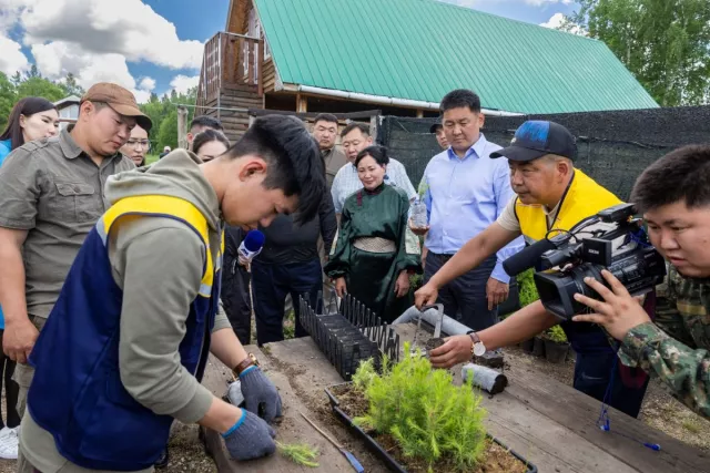 Улаан номд орсон модыг бортогонд амжилттай үржүүлжээ