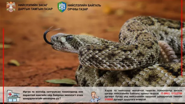 Суурьшлын бүсэд могой харвал 11-323780 дугаарт мэдэгдэнэ үү
