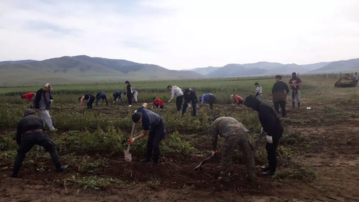 Ургац хураалтад иргэдийг сайн дураар оролцуулна